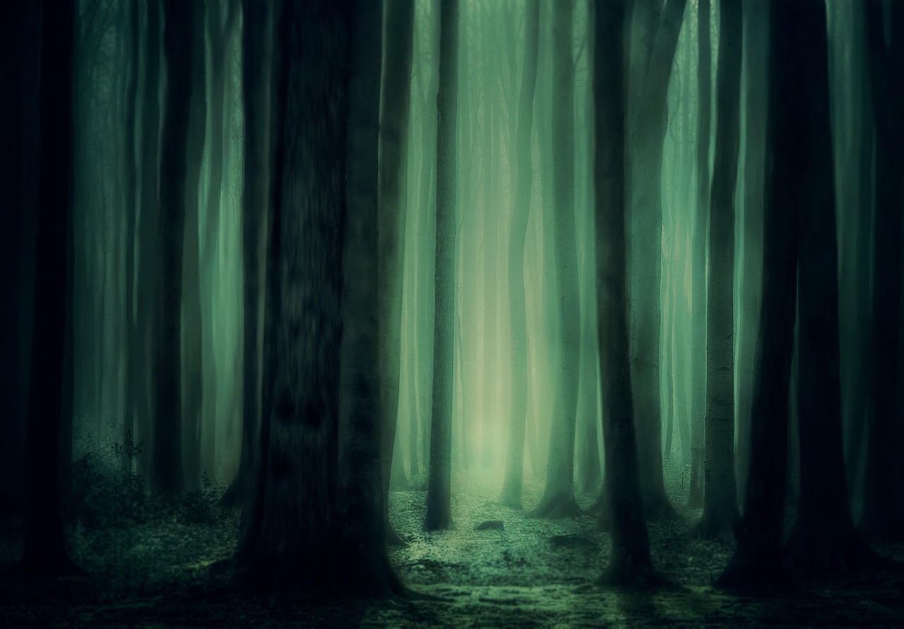 why-choose-us-01 forest, wilderness, fantasy, trees, mysterious, mystical, nature, outdoors